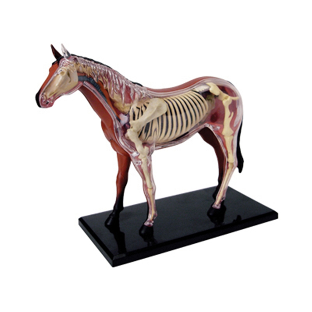 Animal Organ Anatomy Model 4D  - Science Toys ulasan dan harga