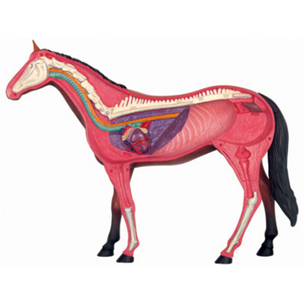 Animal Organ Anatomy Model 4D  - Science Toys ulasan dan harga