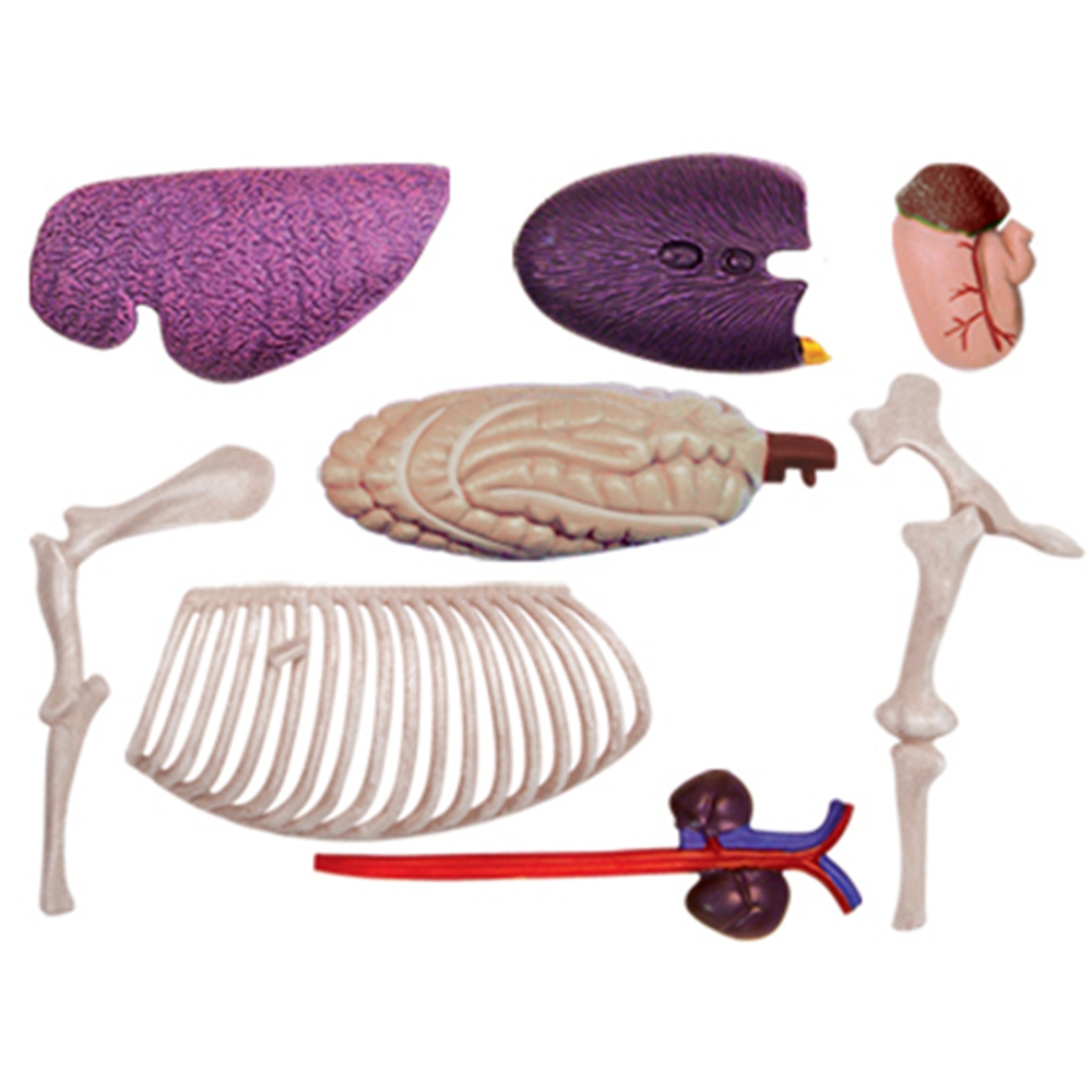 Animal Organ Anatomy Model 4D  - Science Toys ulasan dan harga